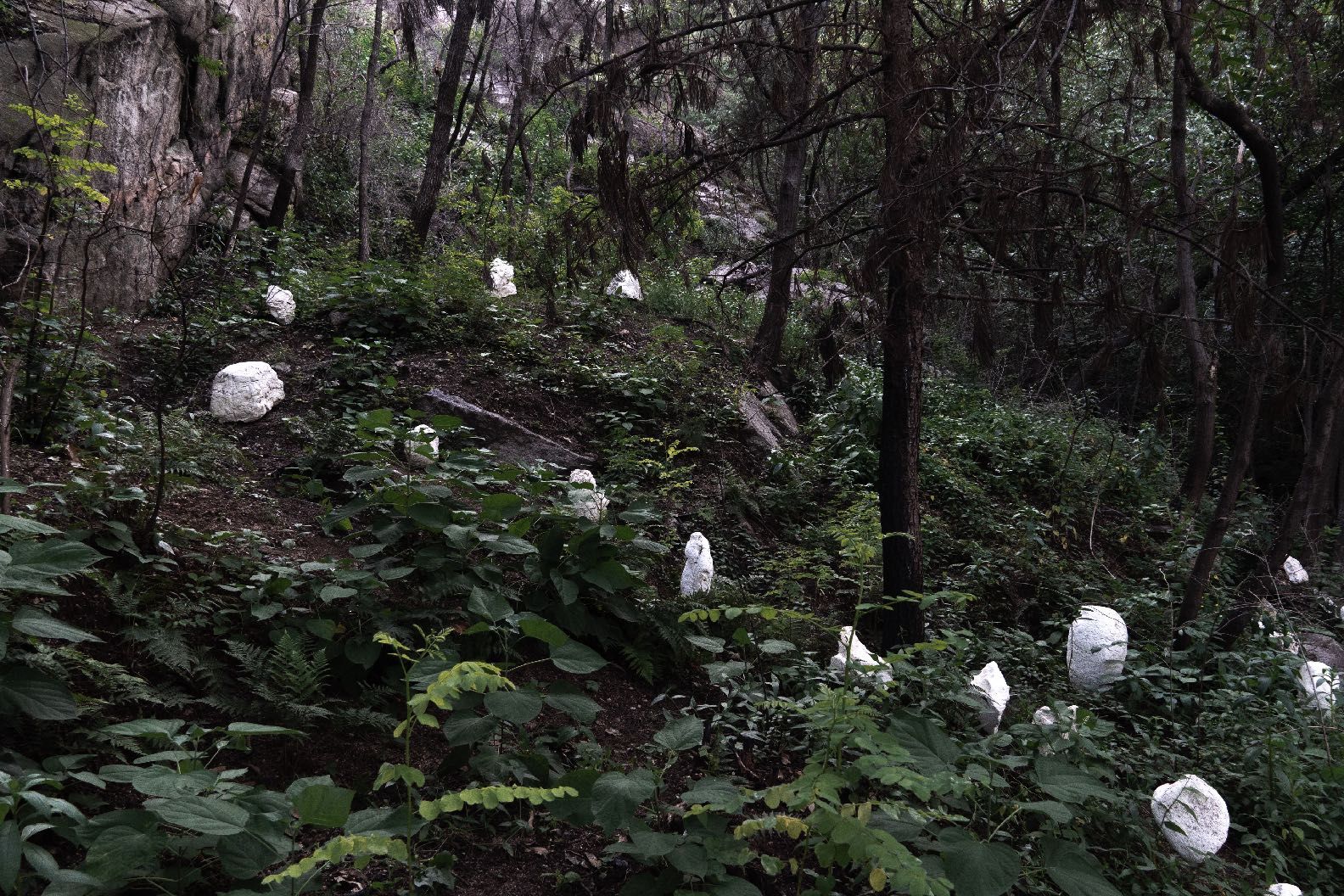 White plastic forms placed among trees and undergrowth on a forested slope
