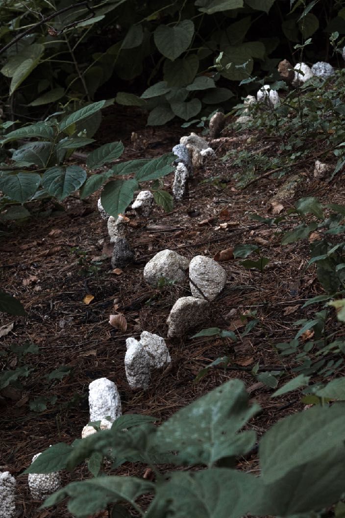 Pale New Rocks nestled among dark green leaves on the mountainside