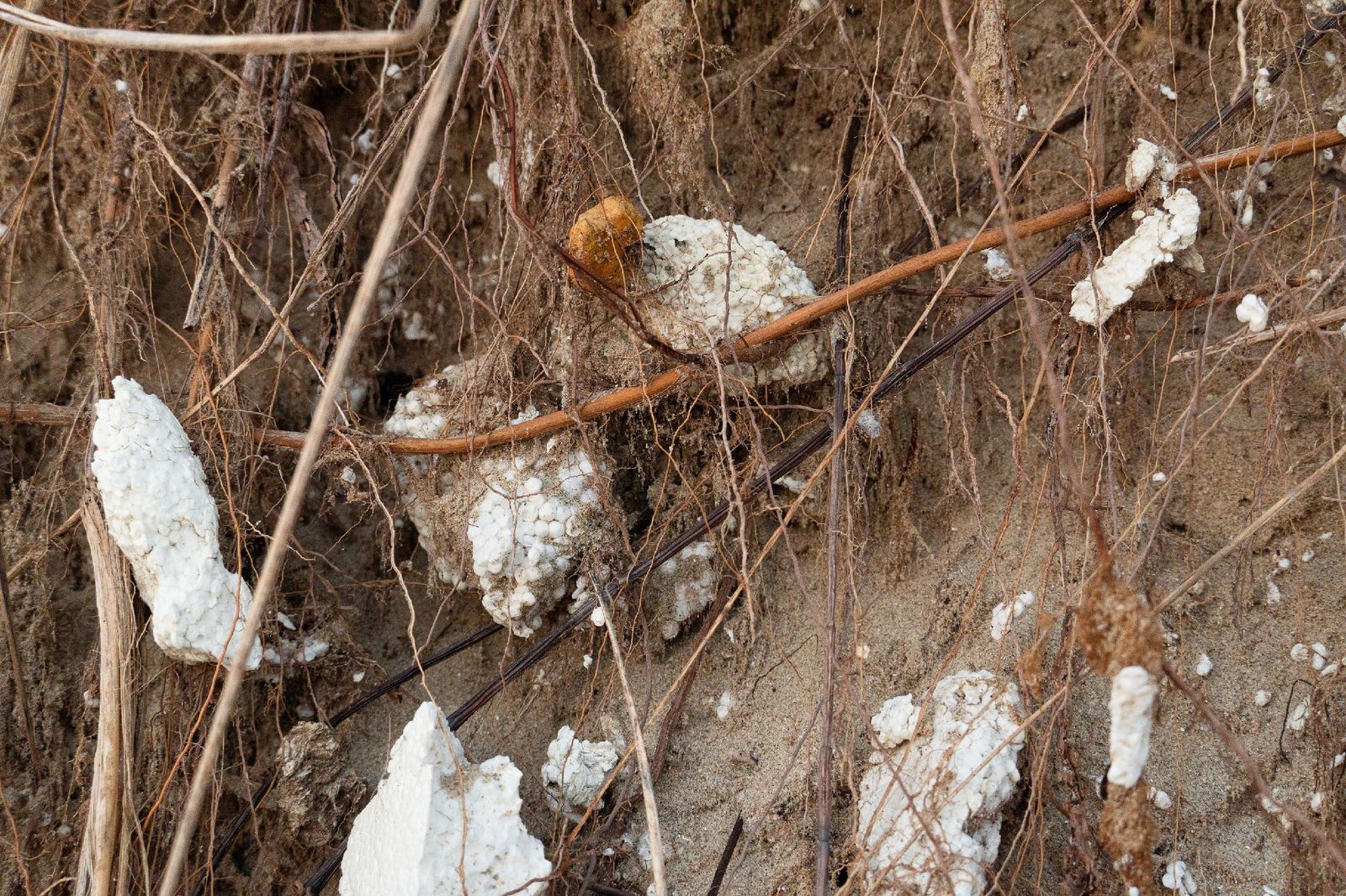 White plastic fragments embedded in a bank of soil and dry roots