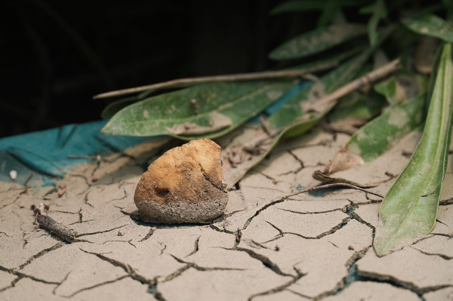 A weathered plastic fragment among dry grass and cracked earth by the Han River