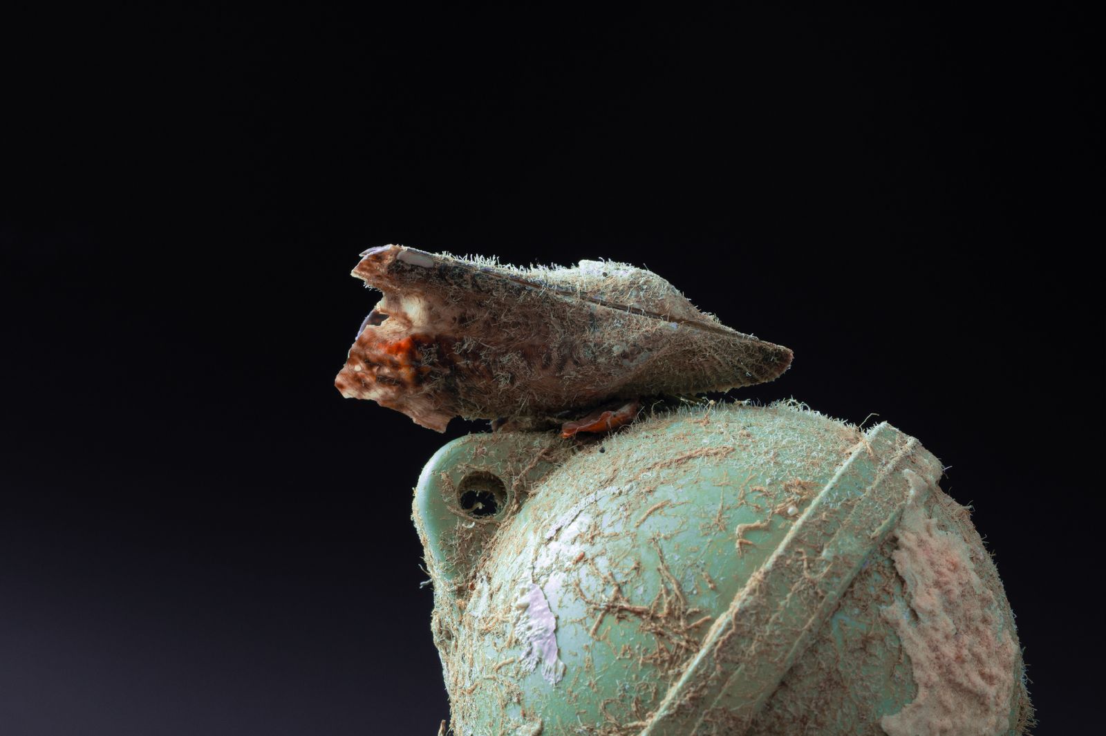 A pale green and rust coloured New Rock photographed on a black ground