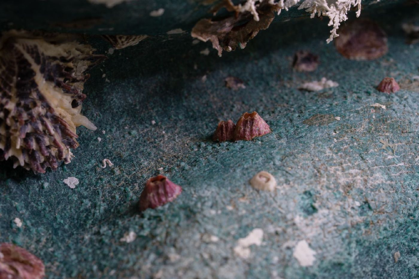 A blue buoy underwater encrusted with barnacles and marine growth