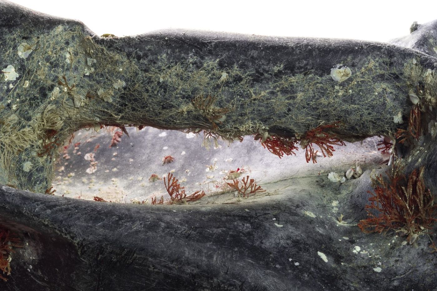 A weathered black container handle colonised by marine life, photographed close up